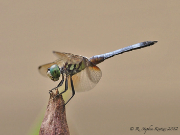 Pachydiplax longipennis, male